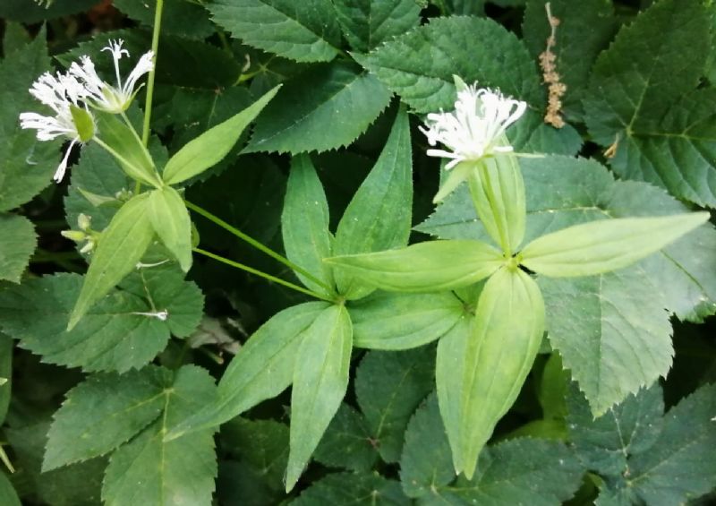 Pianta margini bosco: Asperula taurina (Rubiaceae)